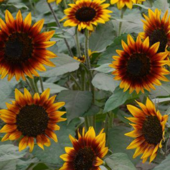 Sonnenblumen-Ring of Fire-Samen Bio