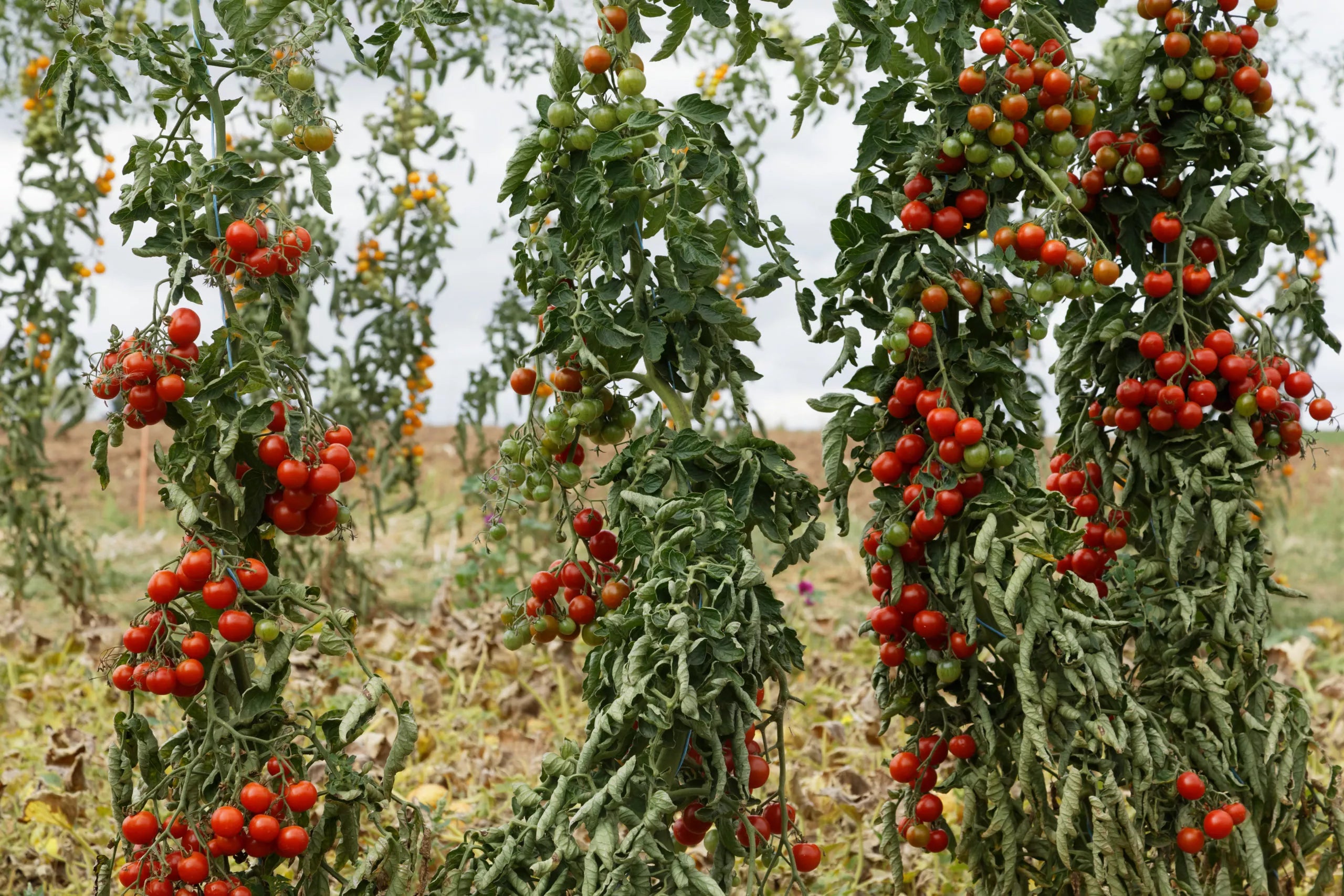 Bio-Tomaten-Primavera-Samen