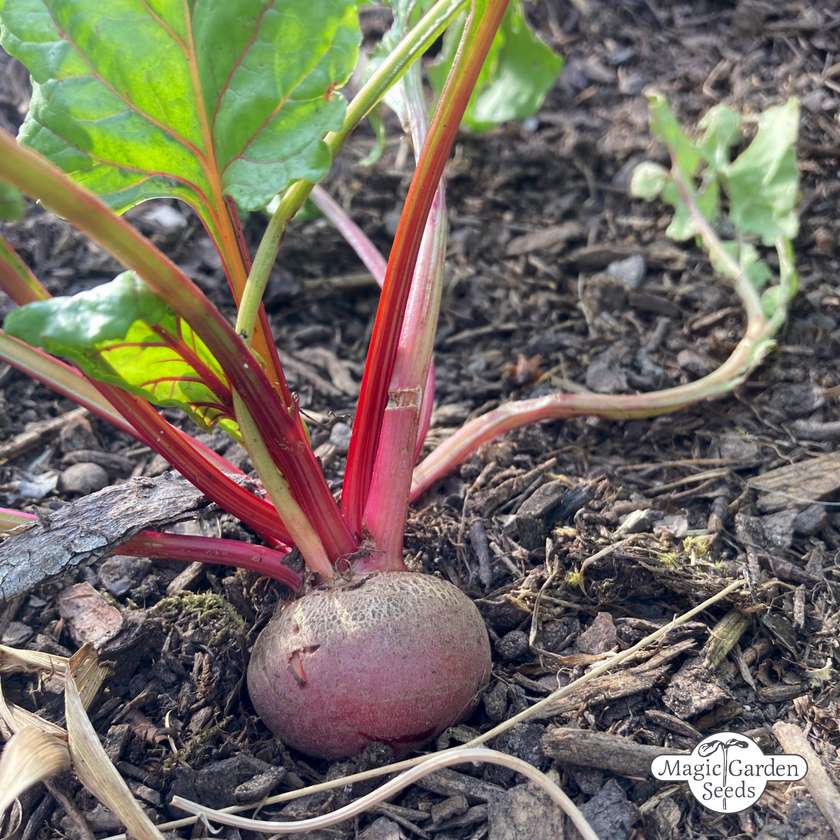 Rote Bete 'Tonda di Chioggia' Samen Bio