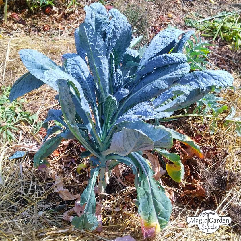 Toskanische Palmkohlsamen 'Cavolo Nero di Toscana' aus biologischem Anbau