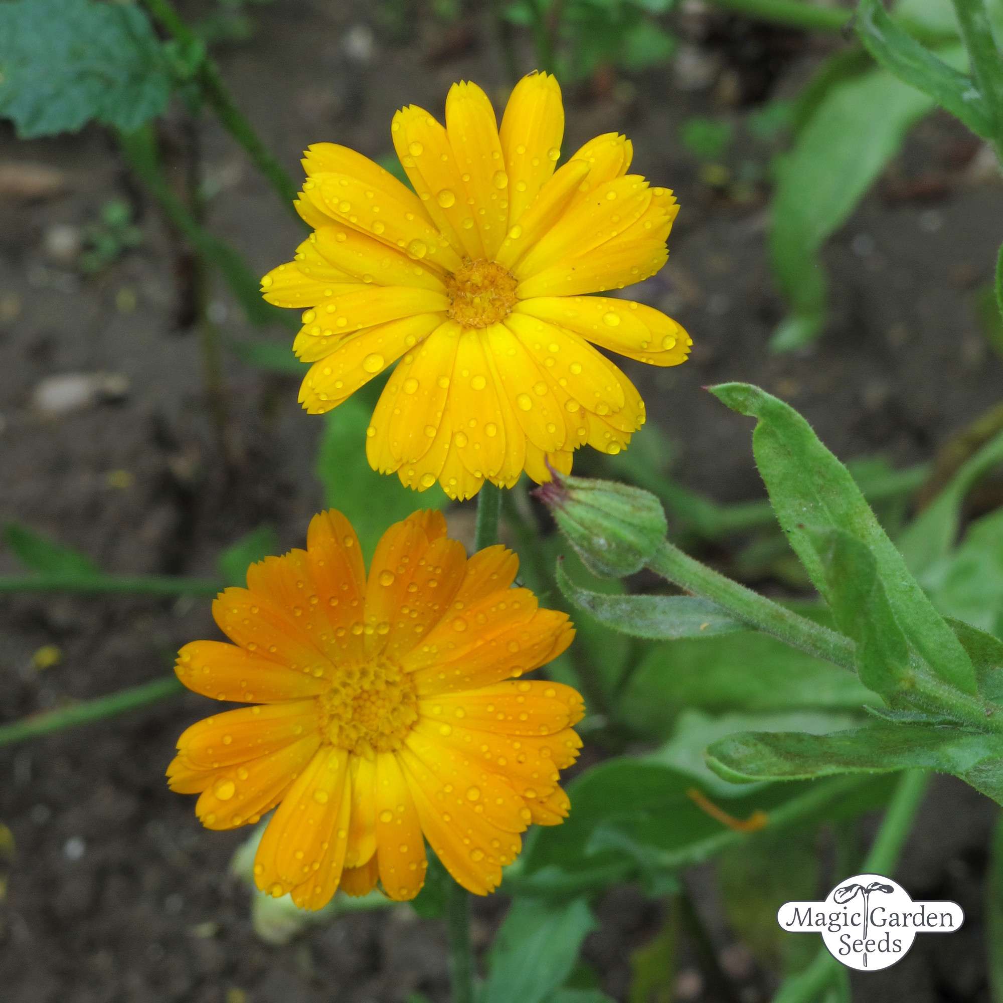 Ringelblume Ringelblumensamen Bio (Calendula)