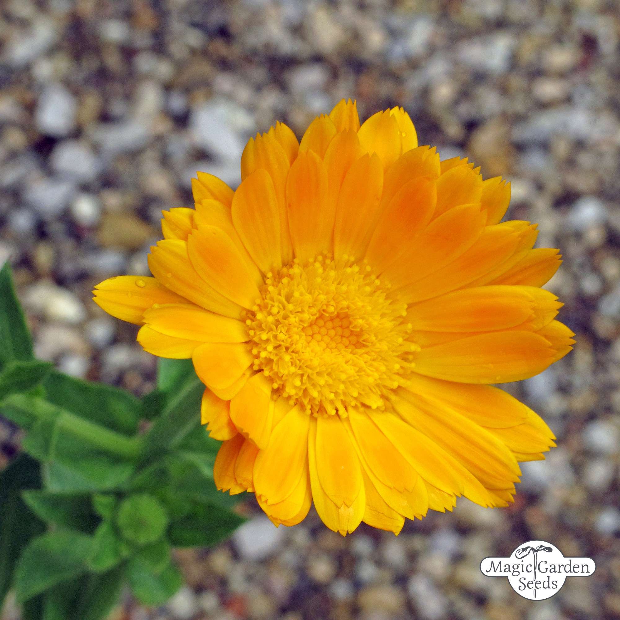 Ringelblume Ringelblumensamen Bio (Calendula)