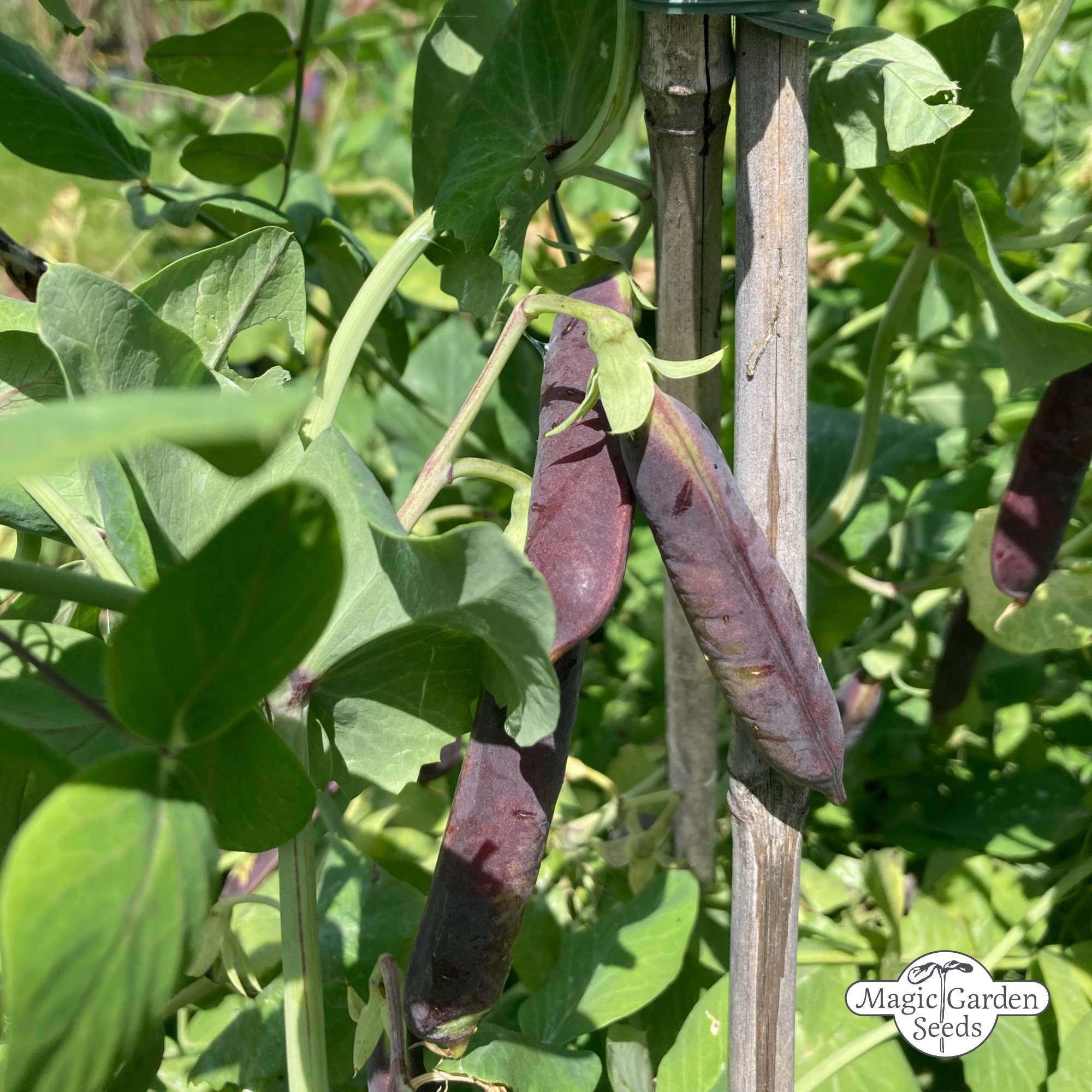 Gartenerbsen, Kapuzinererbsen 'Blauwschokker' Samen Bio