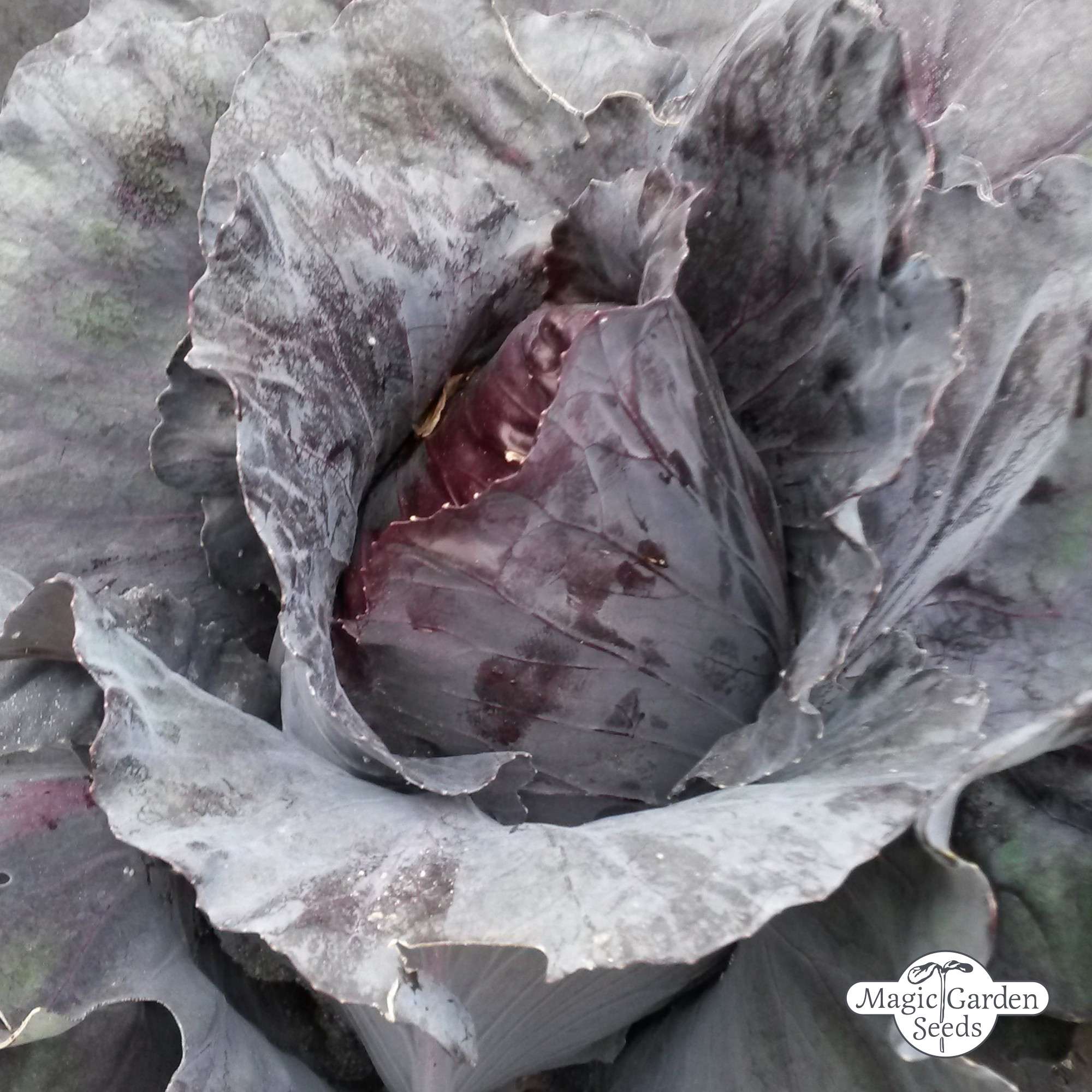 Roter Spitzkohl 'Kalibos' Samen Bio