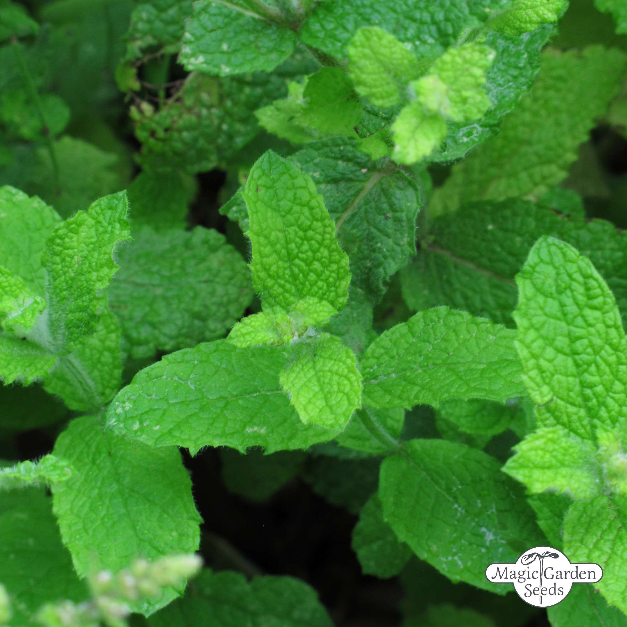 Ägyptische Minze Samen Bio