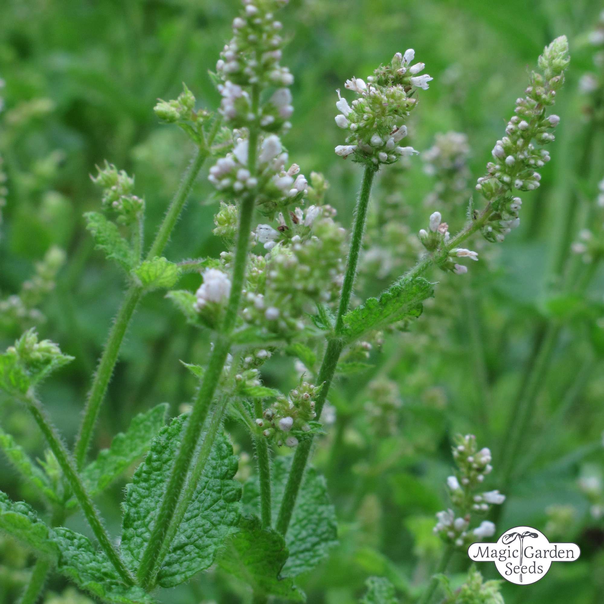 Ägyptische Minze Samen Bio