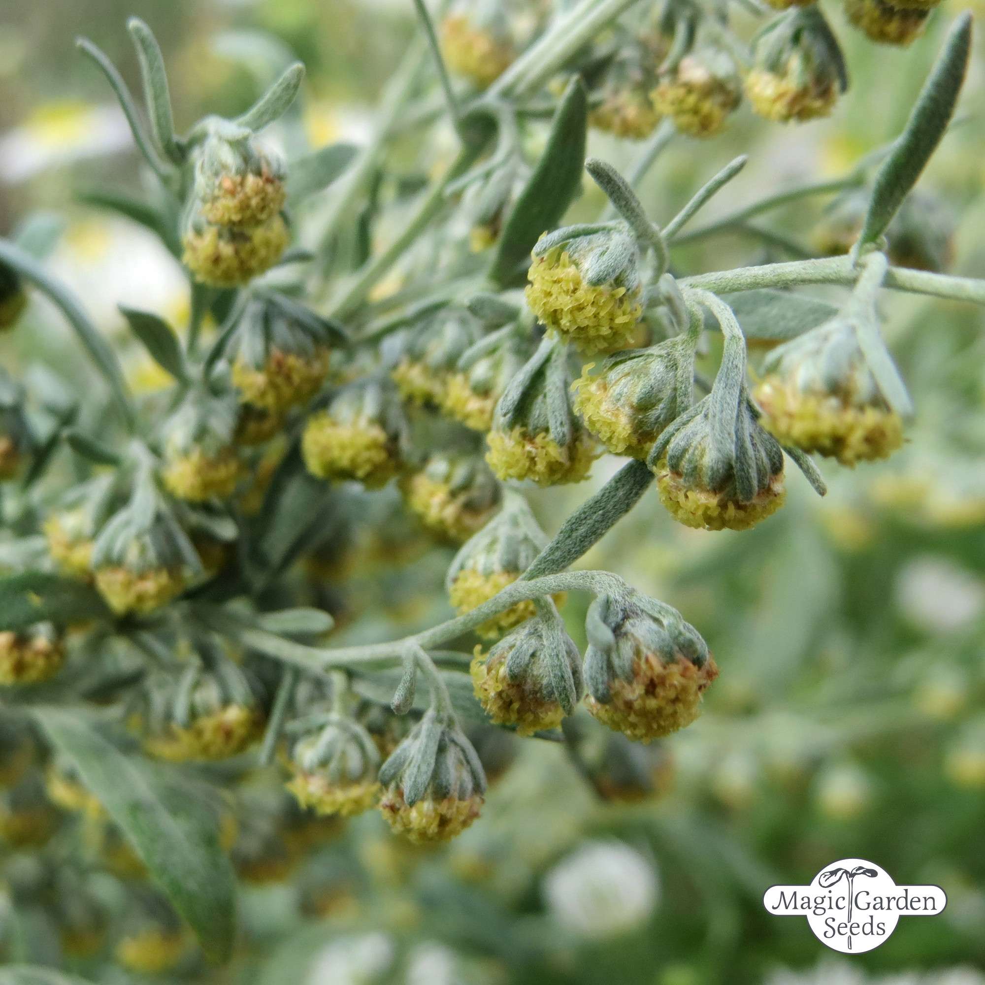 Wermut Wermutsamen Bio