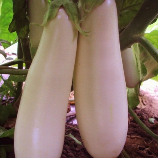 Weiße Auberginensamen der Longue de Dourga aus biologischem Anbau