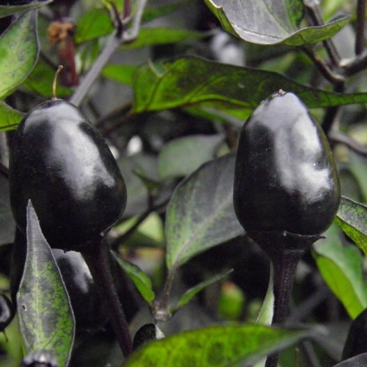 Pepper Purple Samen Bio