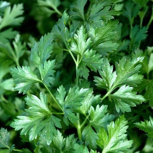 Glatte Petersiliensamen aus biologischem Anbau