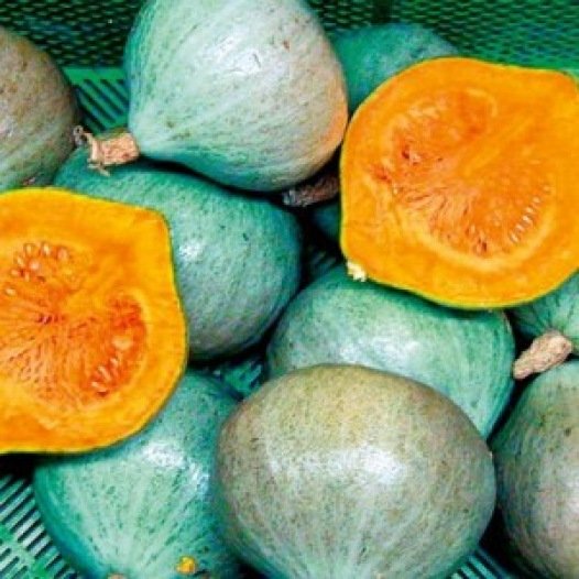 Kürbis-Blue-Ballett-Samen aus biologischem Anbau