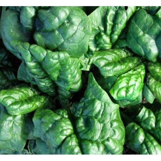 Spinat-Thorin-Samen (Matador-Typ).