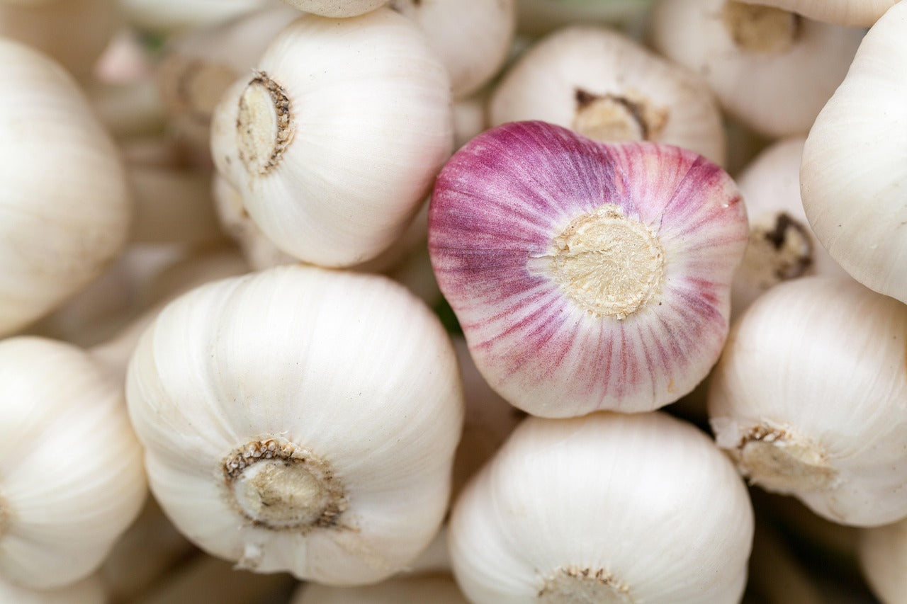 Knoflook poten: waarom 10 oktober de perfecte dag is