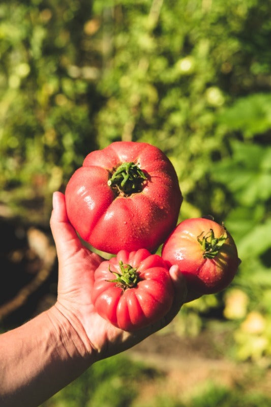 Tomatenzaden