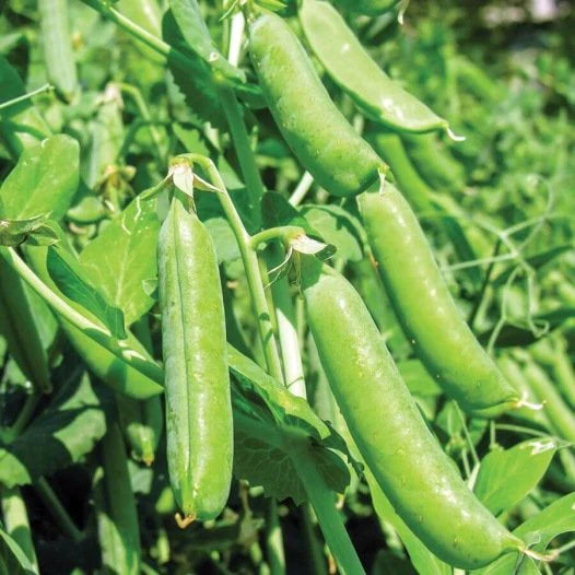 Hülsenfrüchte und Getreide