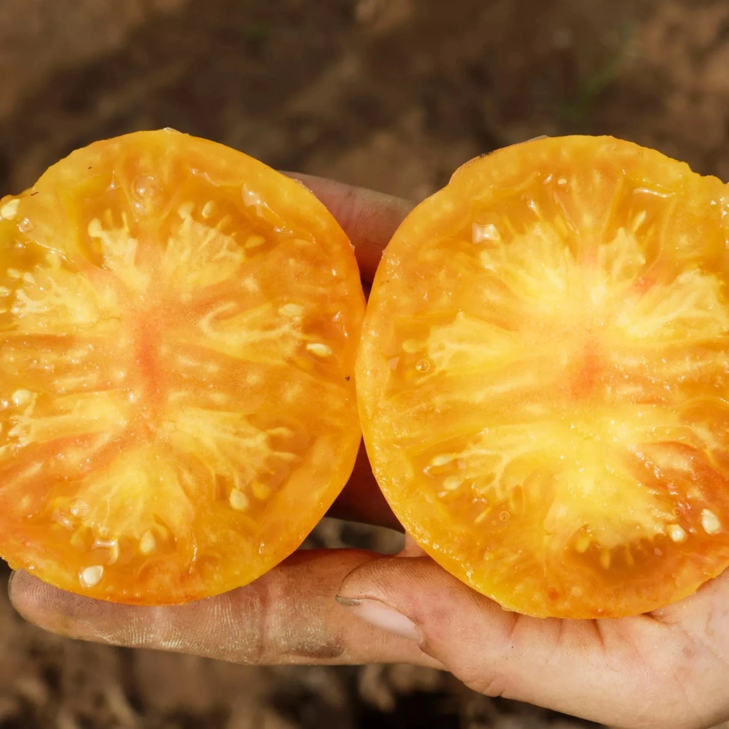 Tomaten-Oaxacan-Juwel Bio-Samen