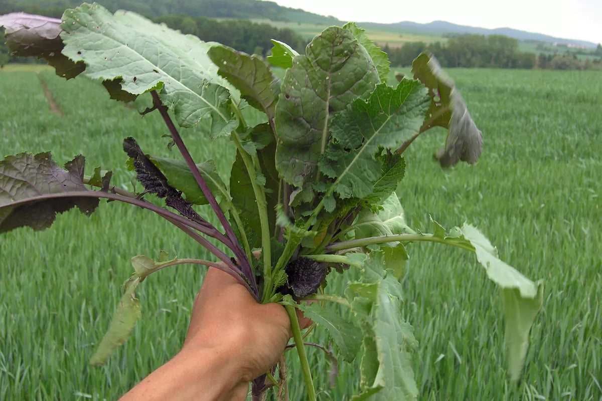 Abessijnse kool Gomenzer (Ethiopische mosterd) biologische zaden - Feggies