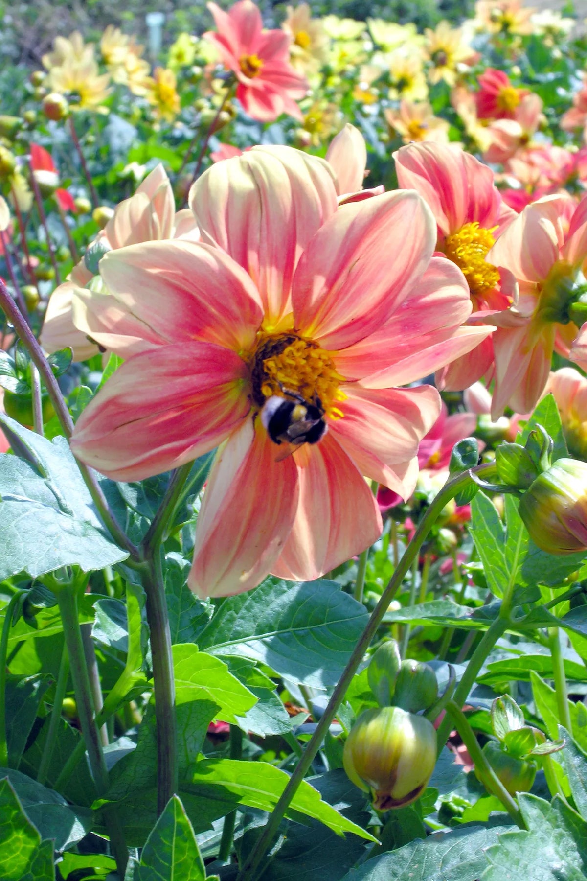 Eetbare Dahlia ‘Mignon’ – biologische zaden - Feggies
