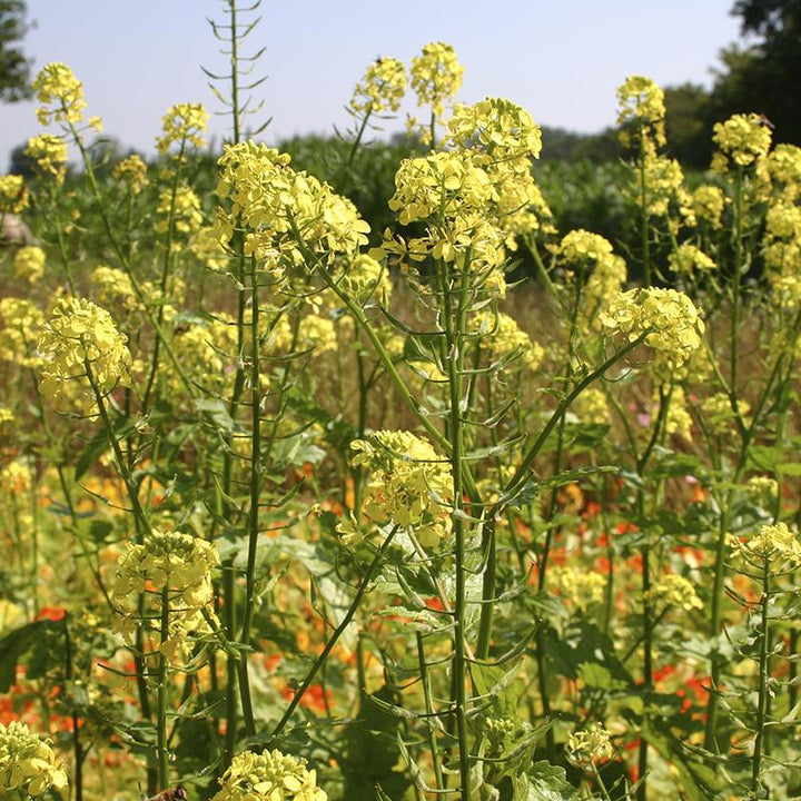 Gelber Senf – Gründüngung (Bio) 