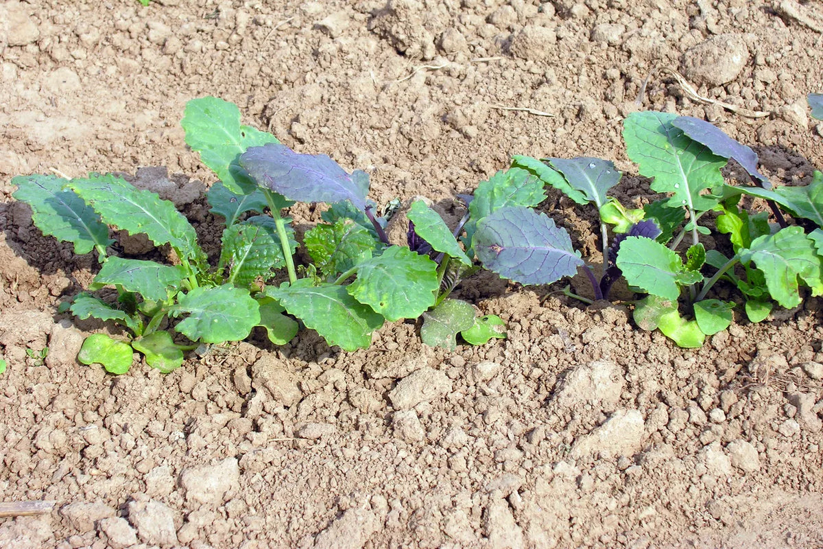 Abessijnse kool Gomenzer (Ethiopische mosterd) biologische zaden - Feggies