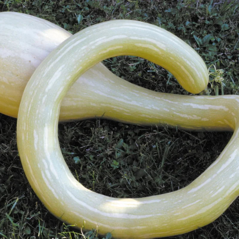 Albenga Pompoen Biologisch - Feggies