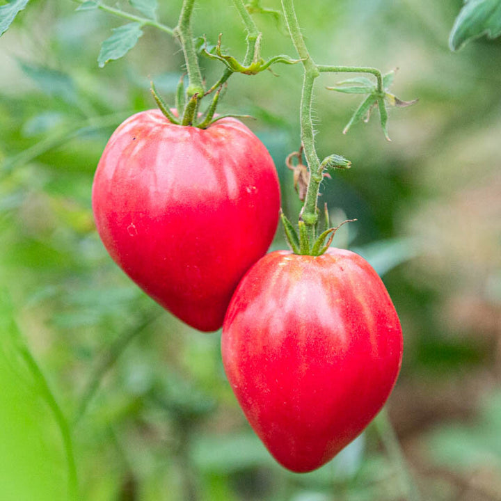 Anna Russian – Bio-Tomatensamen