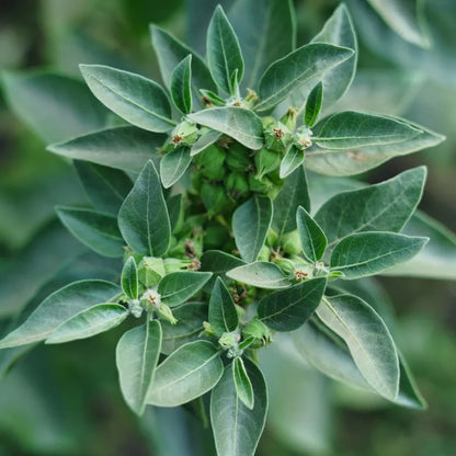 Ashwagandha / Winterkirsche (Withania somnifera) – Bio-Samen