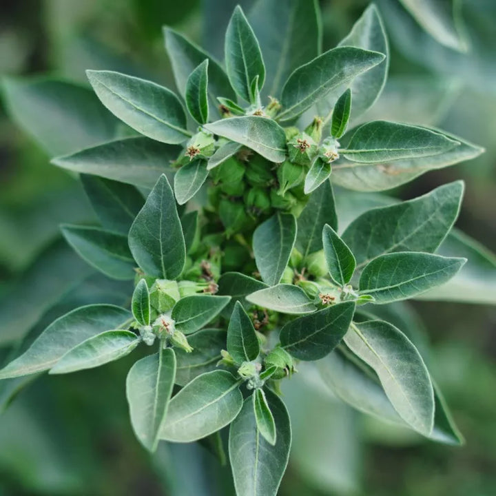 Ashwagandha / Winterkirsche (Withania somnifera) – Bio-Samen