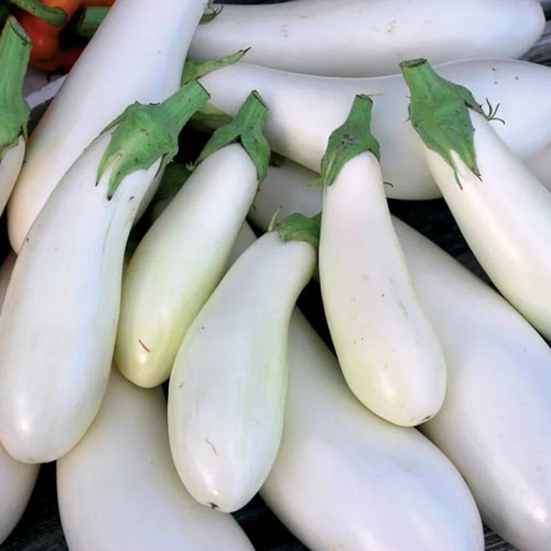 Aubergine Casper Biologisch - Feggies