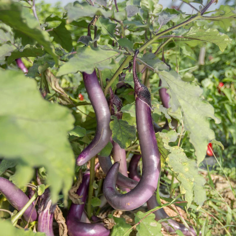 Aubergine Ma-Zu Purple Biologisch - Feggies