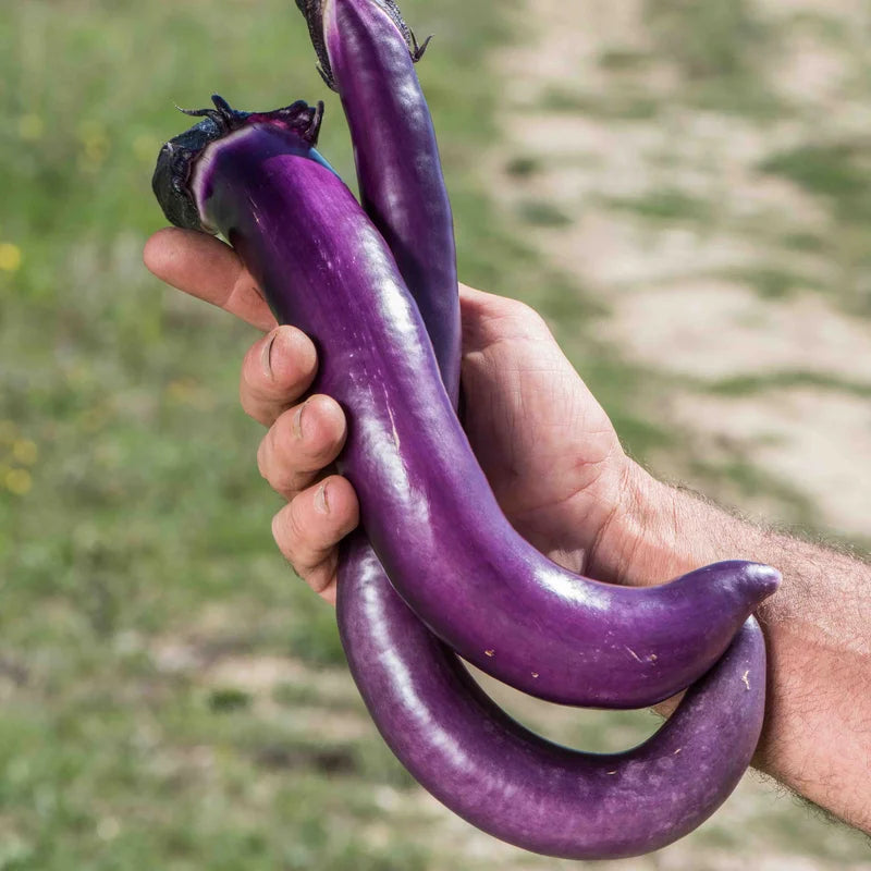 Aubergine Ma-Zu Purple Biologisch - Feggies