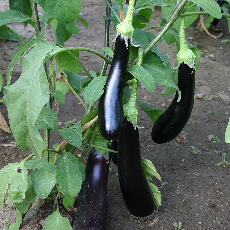 Aubergine Aubergine 'Violetta Lunga 3 Biologisch - Feggies