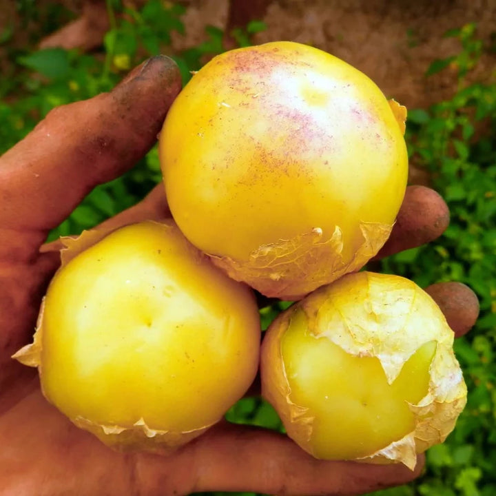 Tomatillo ‘Aurora’ (Physalis ixocarpa) – Bio-Samen