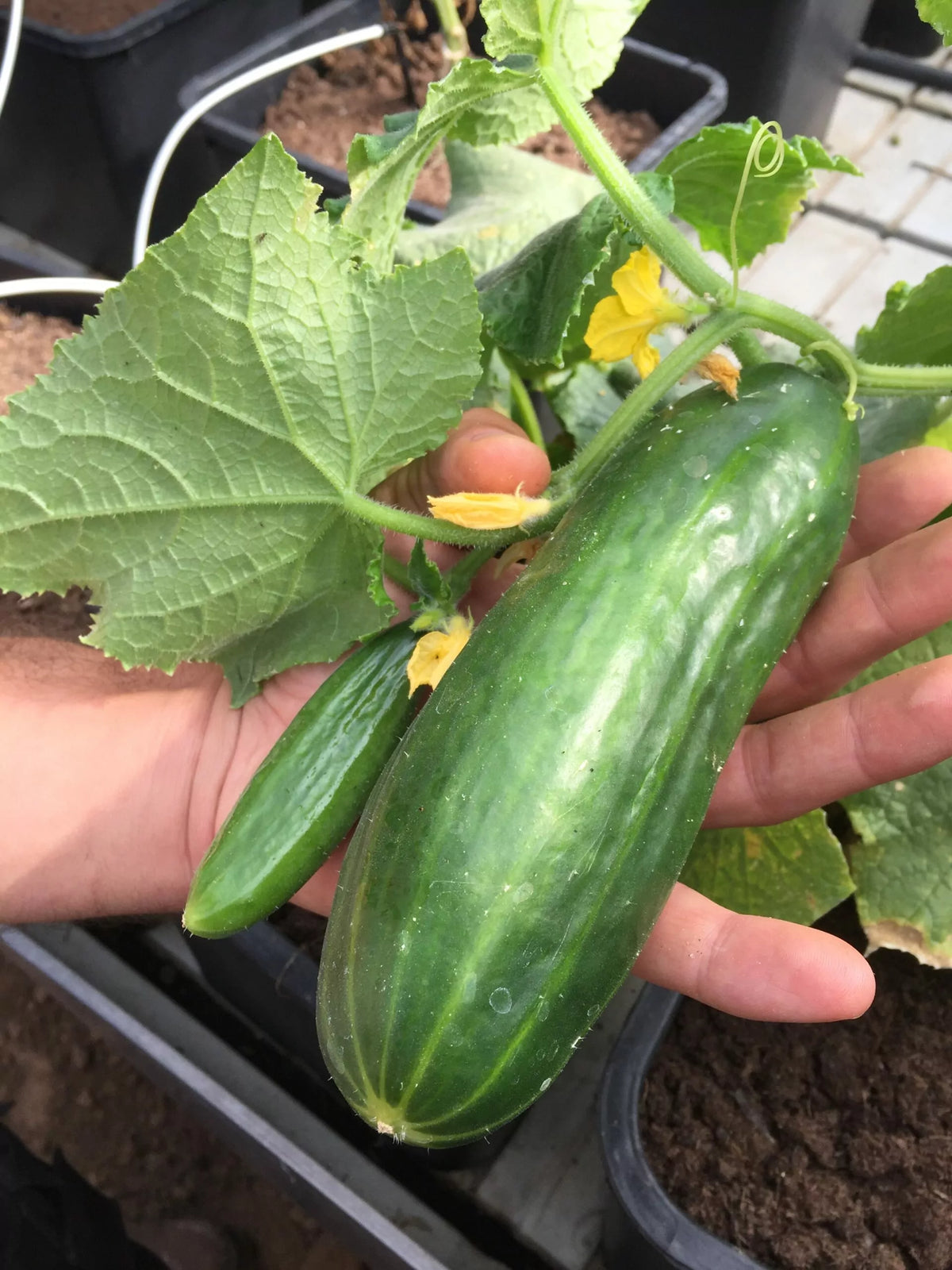 Komkommer ‘Antje’ (Cucumis sativus) – biologische zaden - Feggies
