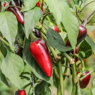 Hete Peper Black Hungarian Biologisch - Feggies