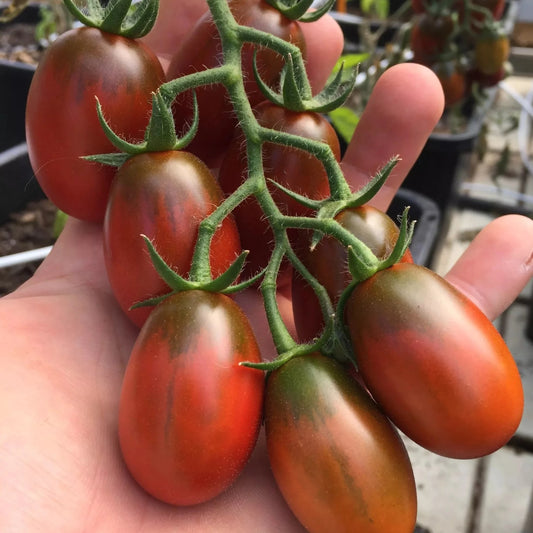 Bio-Samen der schwarzen Pflaume der Tomate