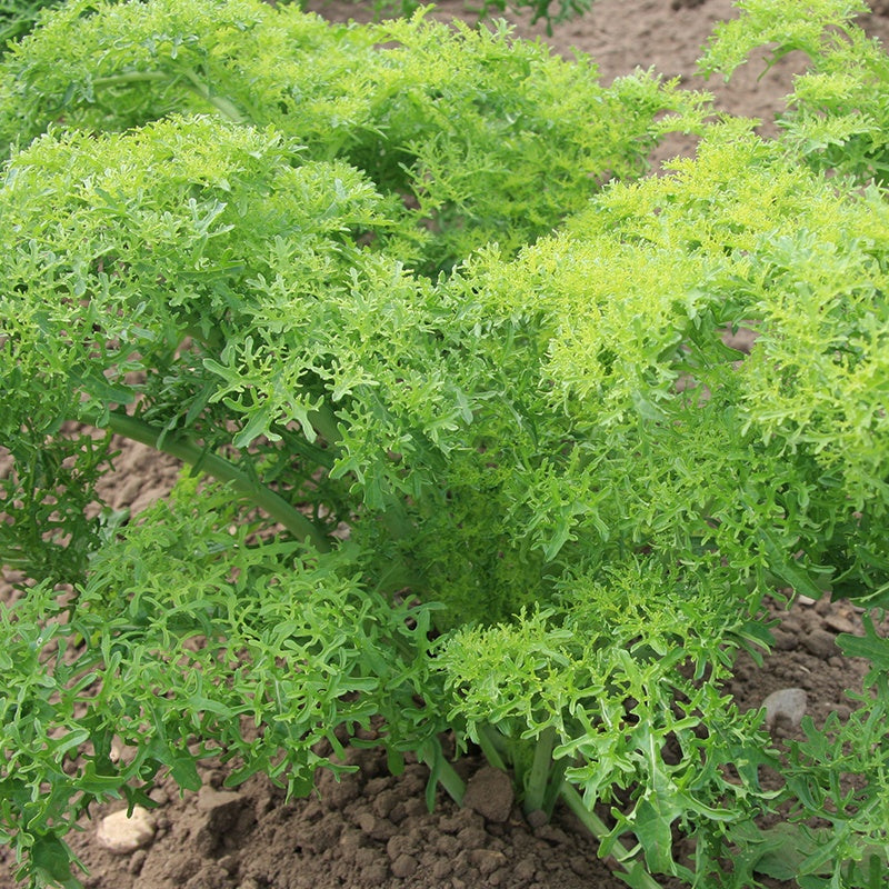Bladmosterd 'Golden Frills'  Biologisch - Feggies