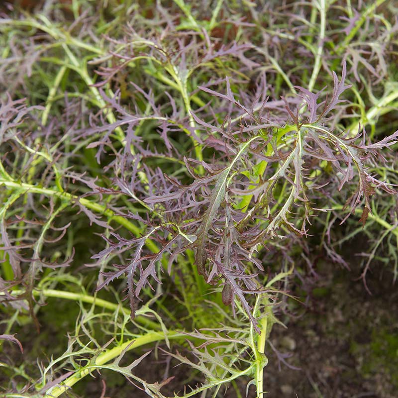 Bladmosterd ‘Purple Frills’  Biologisch - Feggies