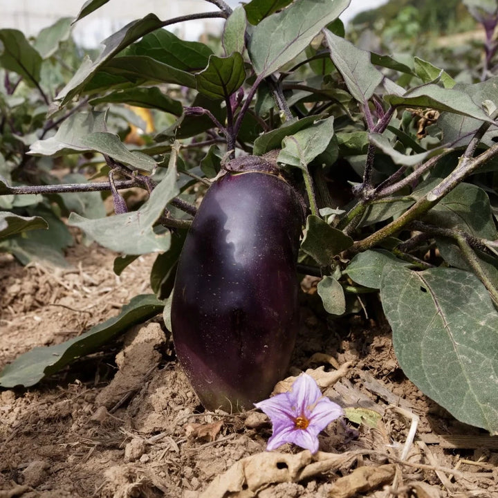Aubergine ‘Blaukönigin’ (Solanum melongena) – Bio-Samen