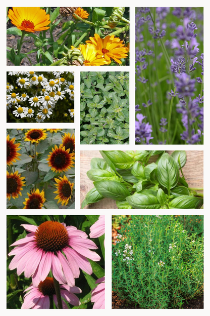 Bio-Blumen- und Kräutersamen-Set