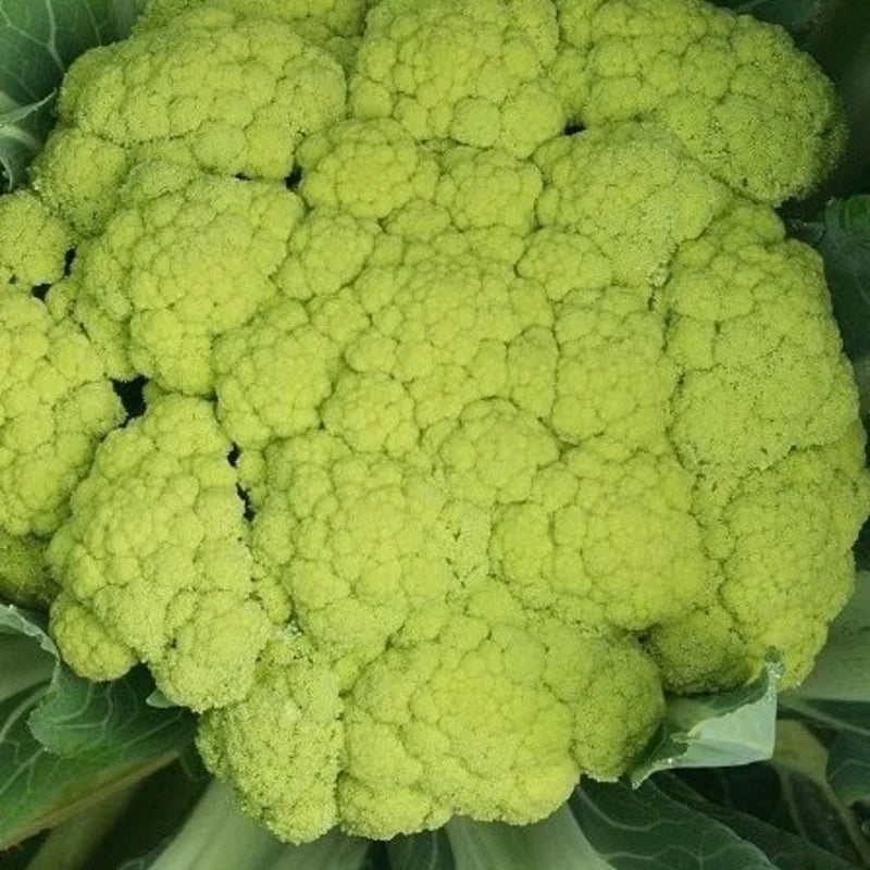 Bloemkool Verde Di Macerata Biologisch - Feggies
