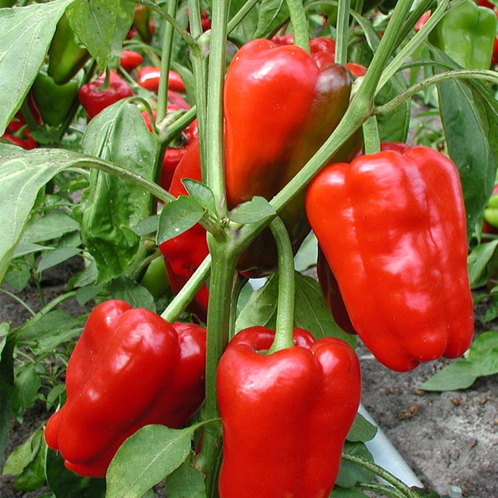 Blockpaprika 'Jubilandska' Bio