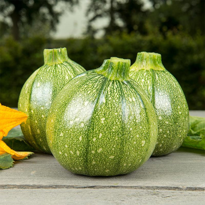 Rundzucchini 'Ola Redonda' Bio
