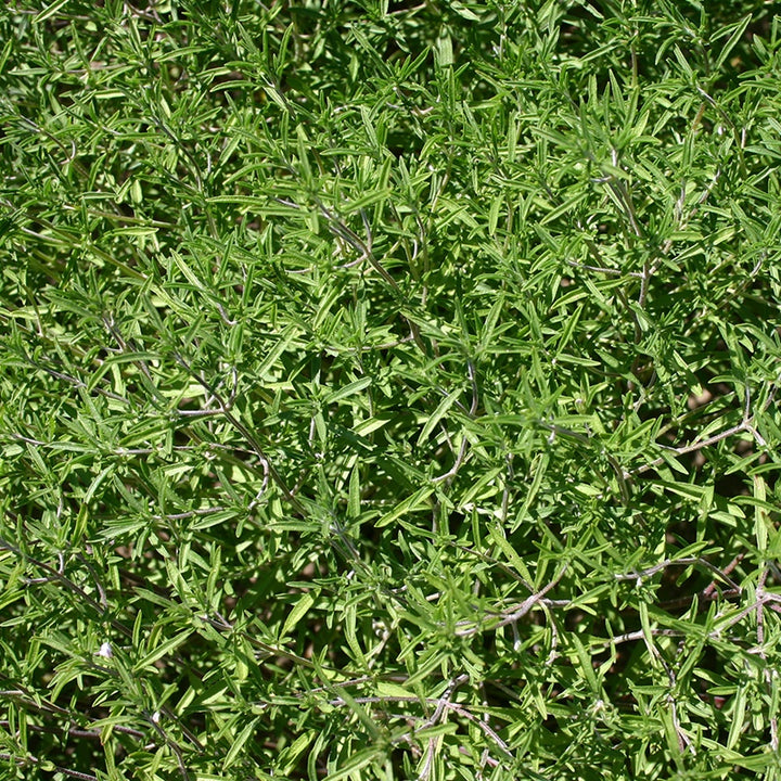 Bohnenkraut Bio