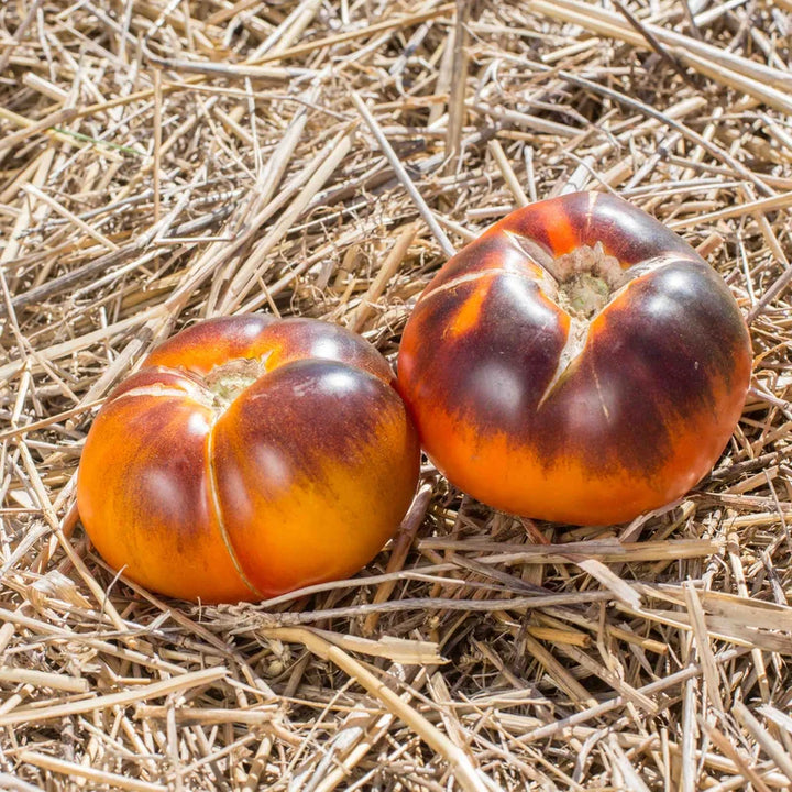 Bunte Tomate Lucid Gem