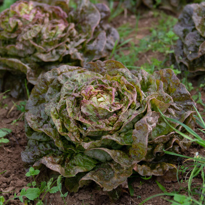 Kopfsalat 'Speckled Amish' (Lactuca sativa) – Bio-Saatgut