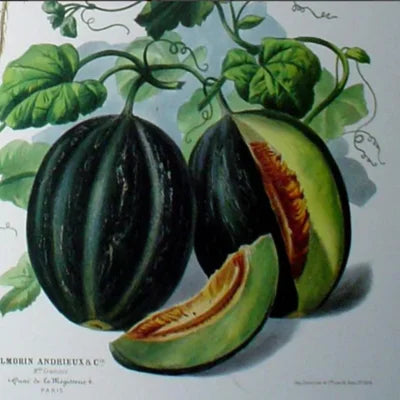 Melone Burgunder Mischung Bio