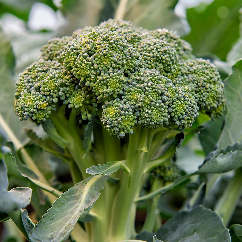Broccoli 'Bobby' Biologisch - Feggies