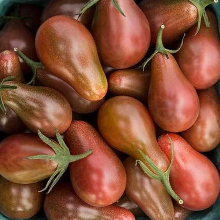 Schwarze Kirschtomate Chocolate Pear