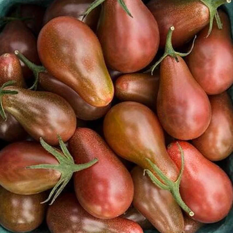 Schwarze Kirschtomate, Schokoladenbirne